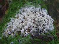 IJsvingertjes [Ceratiomyxidae]